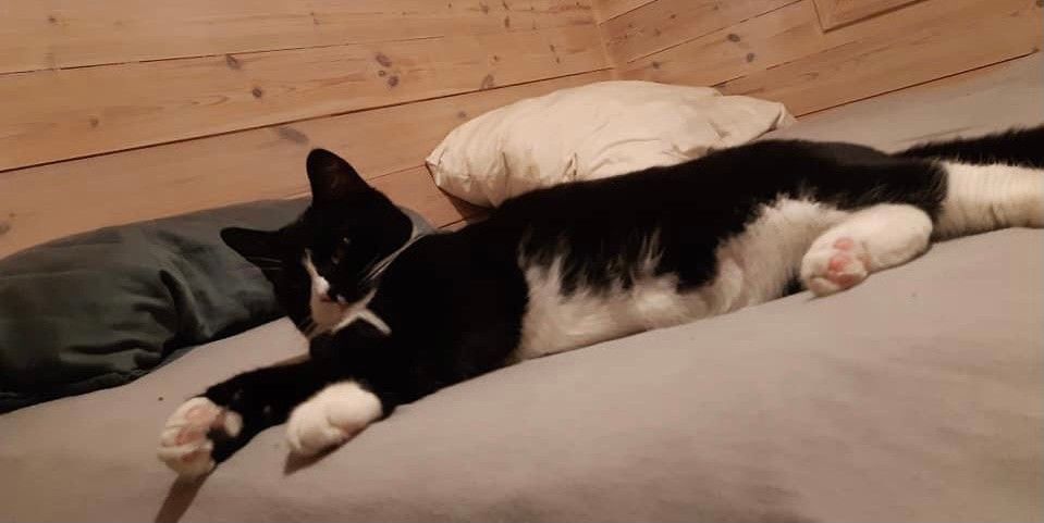 fight-cat-slider