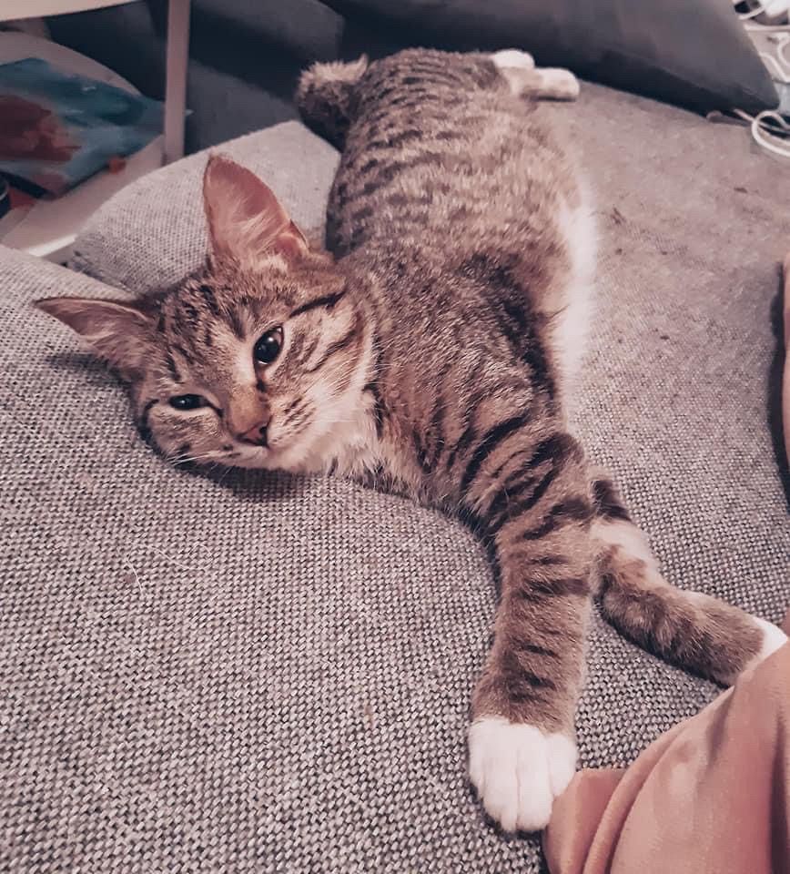 siv-cat
