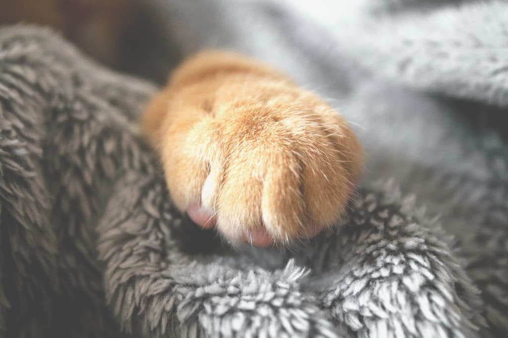 cat-paw cat-help