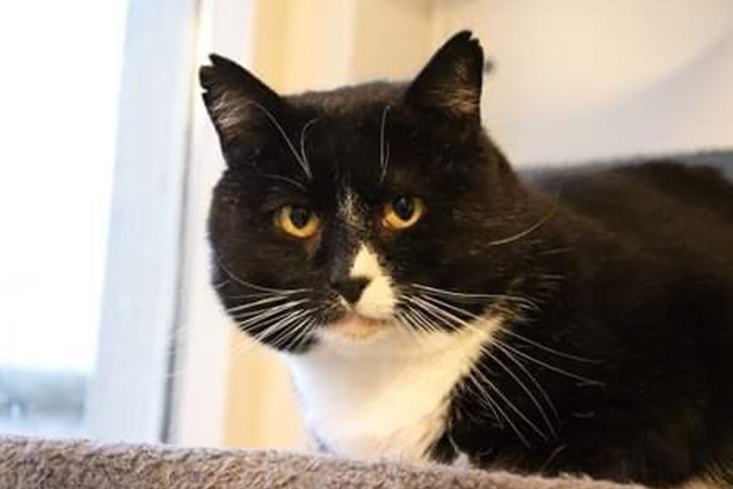 cat-georg